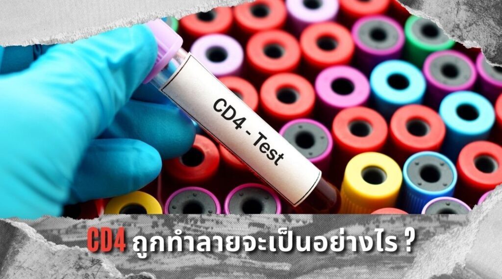 CD4 ถูกทำลายจะเป็นอย่างไร ?