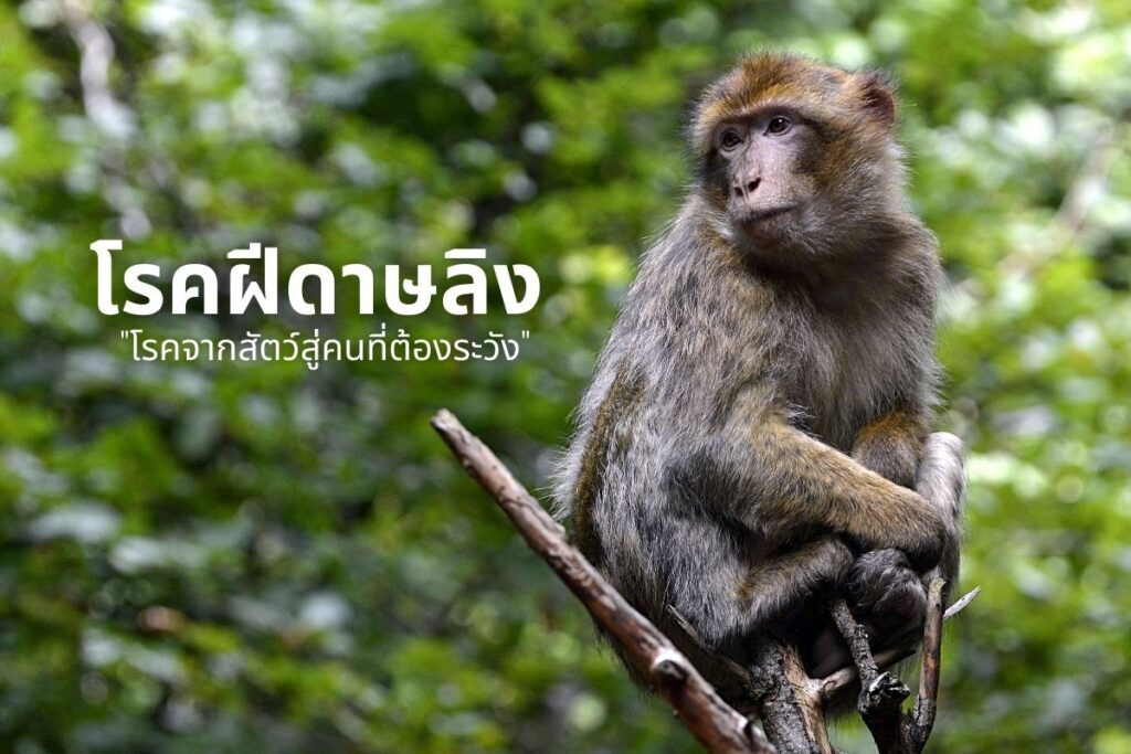 โรคฝีดาษลิง โรคจากสัตว์สู่คนที่ต้องระวัง
