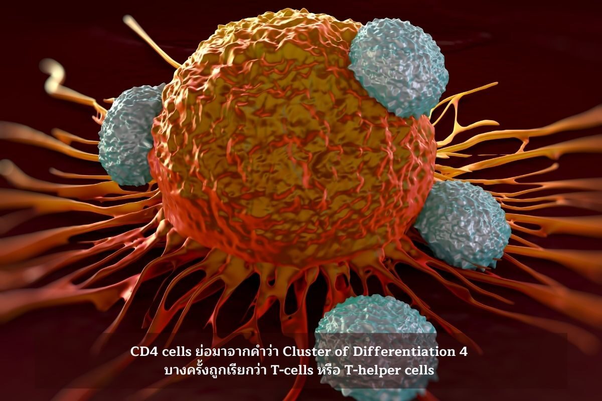 CD4 คืออะไร? และมีความสำคัญต่อระบบภูมิคุ้มกันอย่างไร?