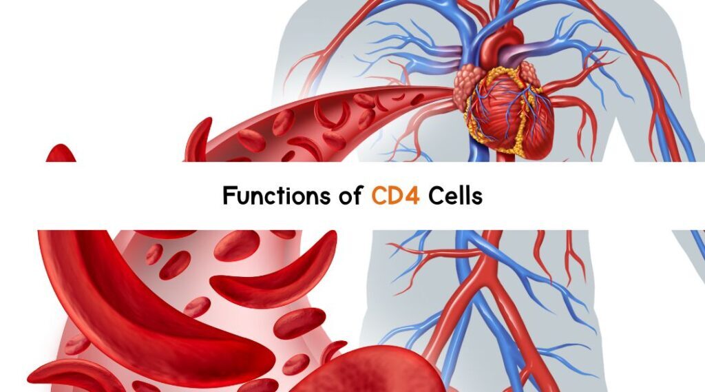Understanding CD4 cells